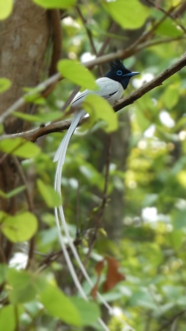 paradise bird in bardiya