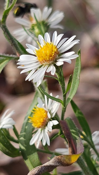 White Aster