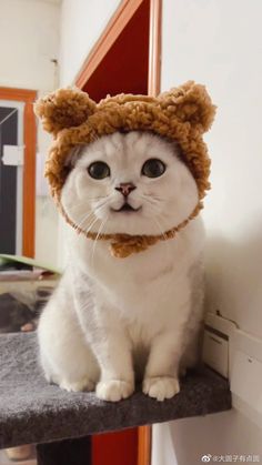 Un adorable gato blanco de raza British Shorthair con un gorro de orejas de oso marrón y peludo