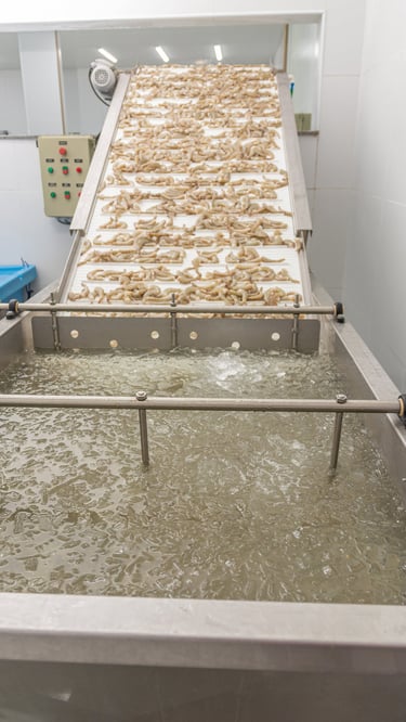 Resfriamento e congelamento rápido de camarões Camarão do Sol