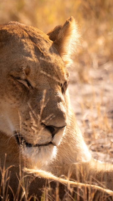 a lioness is laying down in the grass