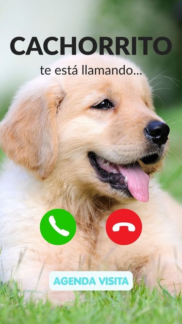 Cachorro de la raza Golden Retriever llamandote