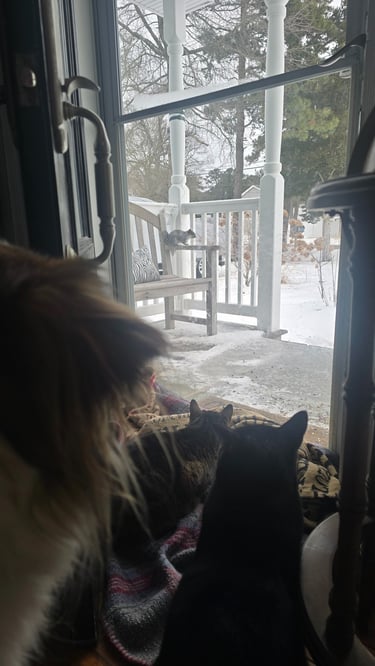 A dog and three cats watch from inside a door while a squirrel sits on a bench on the porch