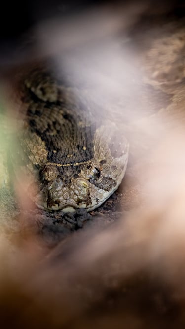 a puff adder in the grass