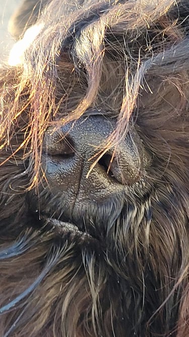 Truffe de Schnauzer nain noir