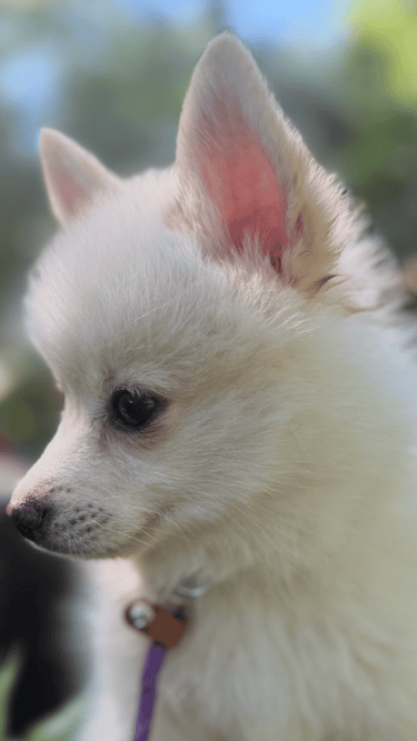 Sunny Teacup Pomsky Puppy 3 months old -Ready for forever home!