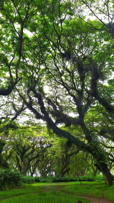 Djawatan Forest Banyuwangi East Java Indonesia