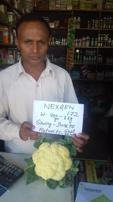 A shopkeeper holds a Nexgen 172 cauliflower and a sign detailing sowing and maturity dates.