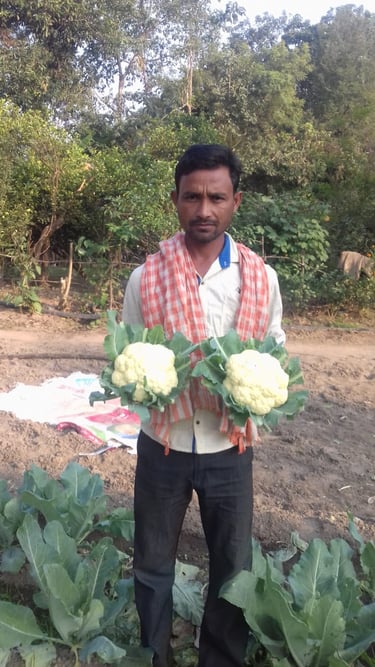 Farmer of Odisha holding two large organic NEXGEN cauliflowers freshly harvested from garden.