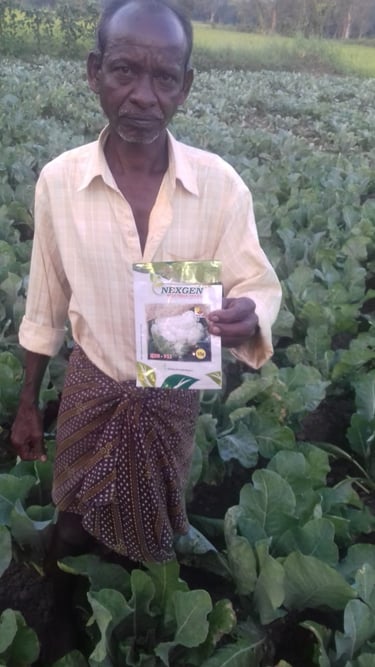 An Indian farmer stands in a lush green cauliflower field holding a packet of Nexgen vegetable seeds.