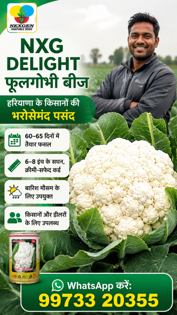 A farmer standing with a fresh NXG Delight cauliflower and seed packet from Nexgen Vegetable Seeds.