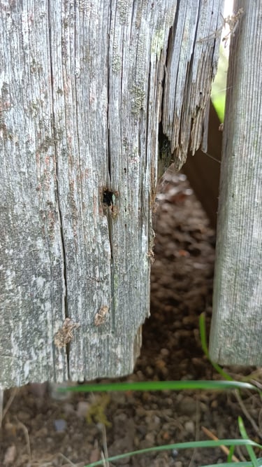 natural barn paint protects your wood without trapping moisture – no peeling, no plastic, just beauty.