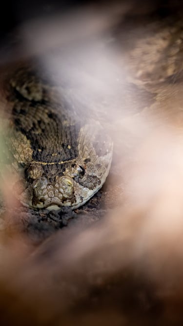 a puff adder in the grass