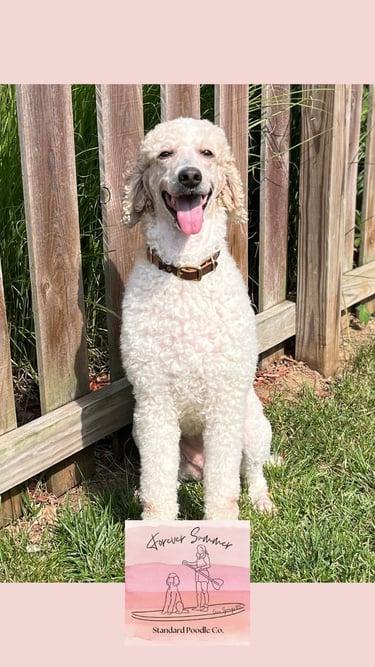 Gemma poodle in front of fence