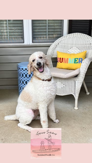 Gemma poodle with summer pillow