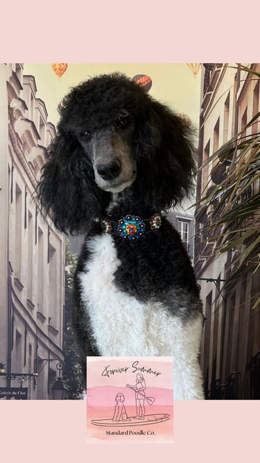 Stormy poodle with bling collar