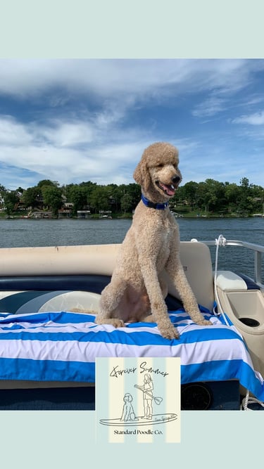 teddy poodle on boat