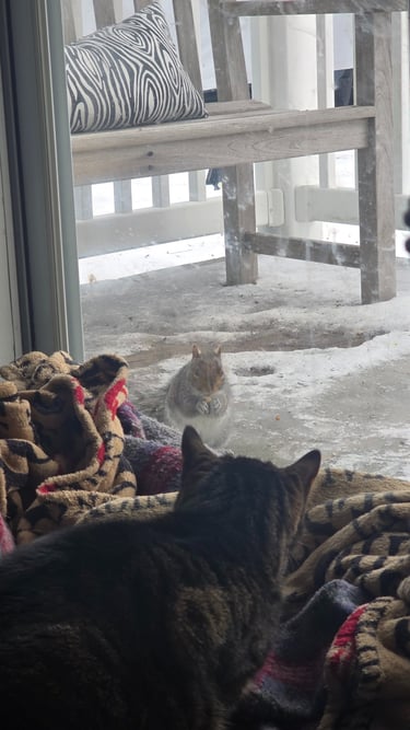 A squirrel eats bird food right outside the door while a cat watches from inside