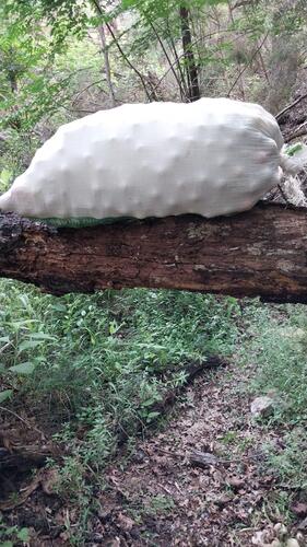 A large white textured bag resting on a fallen tree trunk in a lush forest setting with golf balls.