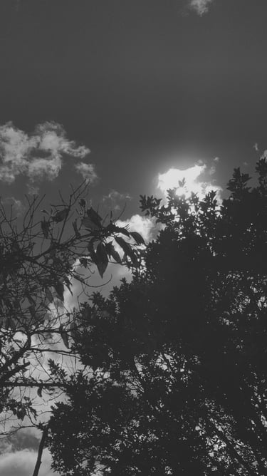 Siluetas de árboles bajo un cielo nublado con sol brillante.