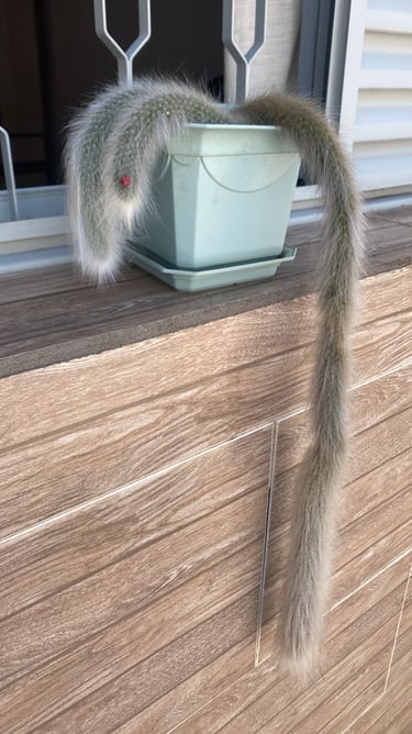 planta rabo de gato flor