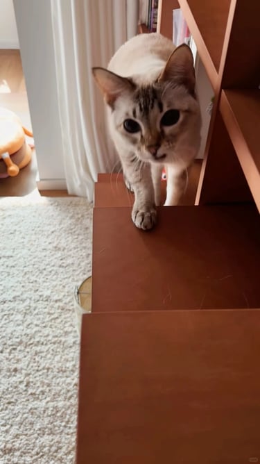 Cat climbing on a wooden cabinet-style shelf, showing a simple home-friendly cat furniture idea for