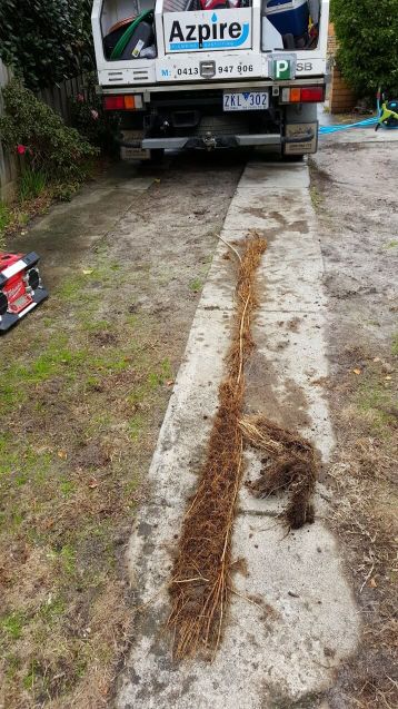 tree root from a drain in Rye