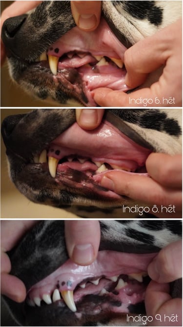 DOGGO természetes kutyarágó – prémium fogtisztító kutyáknak