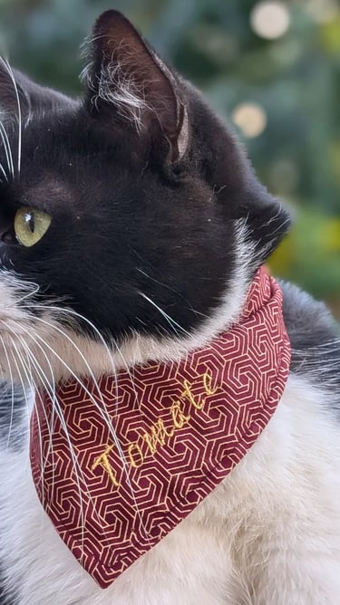 a black and white cat wearing a red bandanna