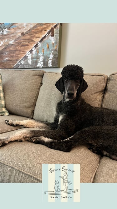 Brayford poodle on couch
