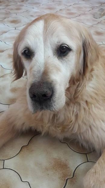 Freddie family dog 