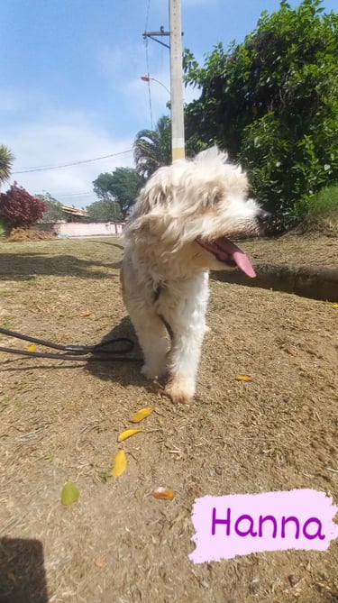 a dog is walking on the ground with a leash