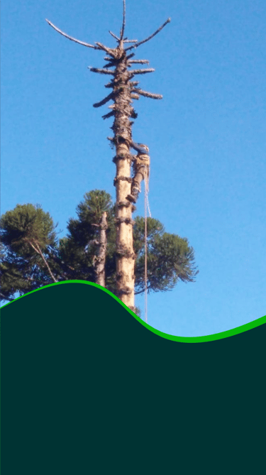 Equipe profissional realizando poda de árvore alta com técnicas de arborismo e segurança