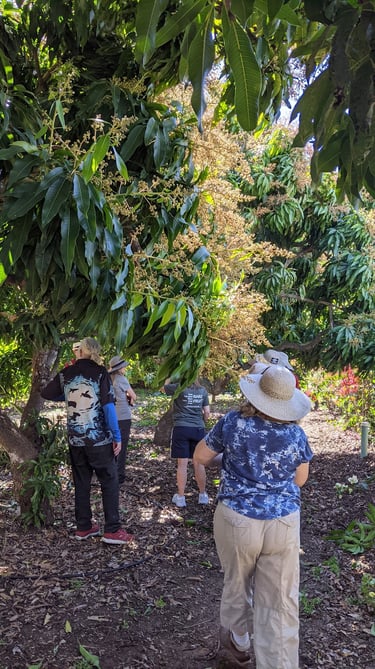 people walking through a flowering mango orchard with backs to camera