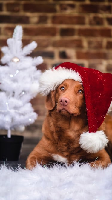 Brown dog with Christmas hat