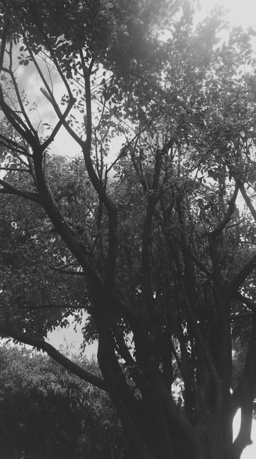 Imagen en blanco y negro del tronco y las hojas de un árbol.