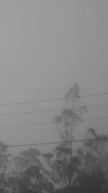 Paisaje neblinoso en blanco y negro con siluetas de árboles y cables.