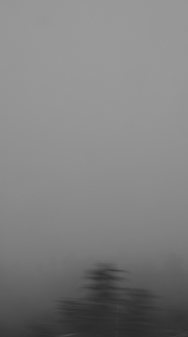 Fondo gris neblinoso con silueta de árbol desenfocada en la base.