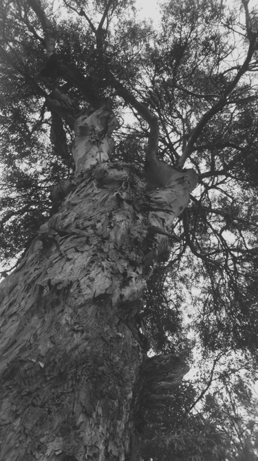 Vista de ángulo bajo en blanco y negro de la corteza de un árbol alto.