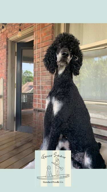 Brayford poodle on deck