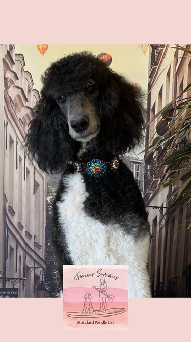 stormy poodle with bling collar