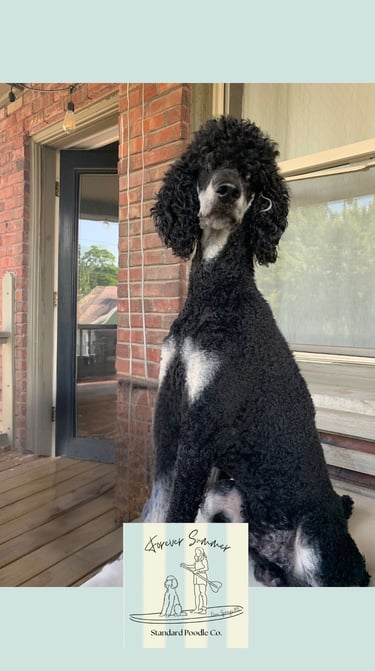 Brayford poodle on deck