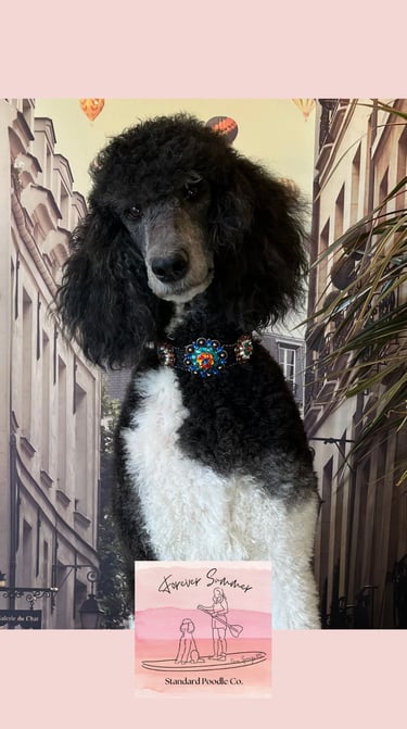 stormy poodle with bling collar