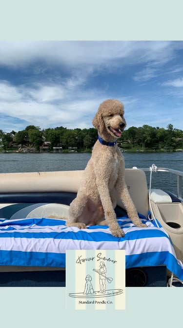 teddy poodle on boat