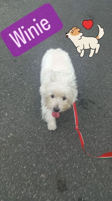 a white dog with a red leash attached to a leash