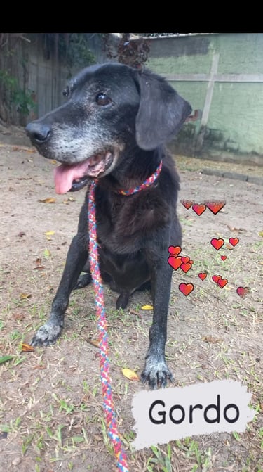 a dog with a leash tied to a leash