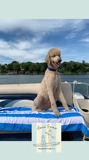 teddy poodle on boat