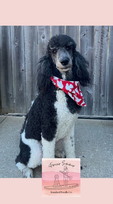 Stormy poodle with christmas bandana