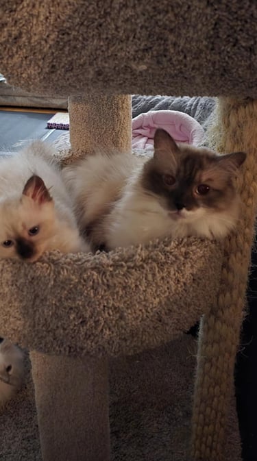 Seal Color Point Hypoallergenic Russian Siberian Forest Cat and kitten in cat tree