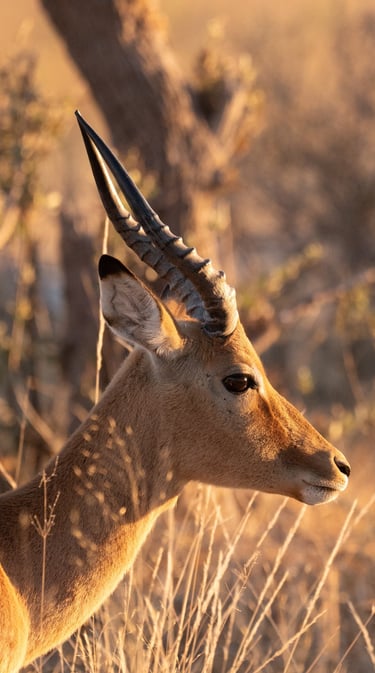 an impala in Botswana
